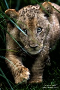 JNB16_Leon_002